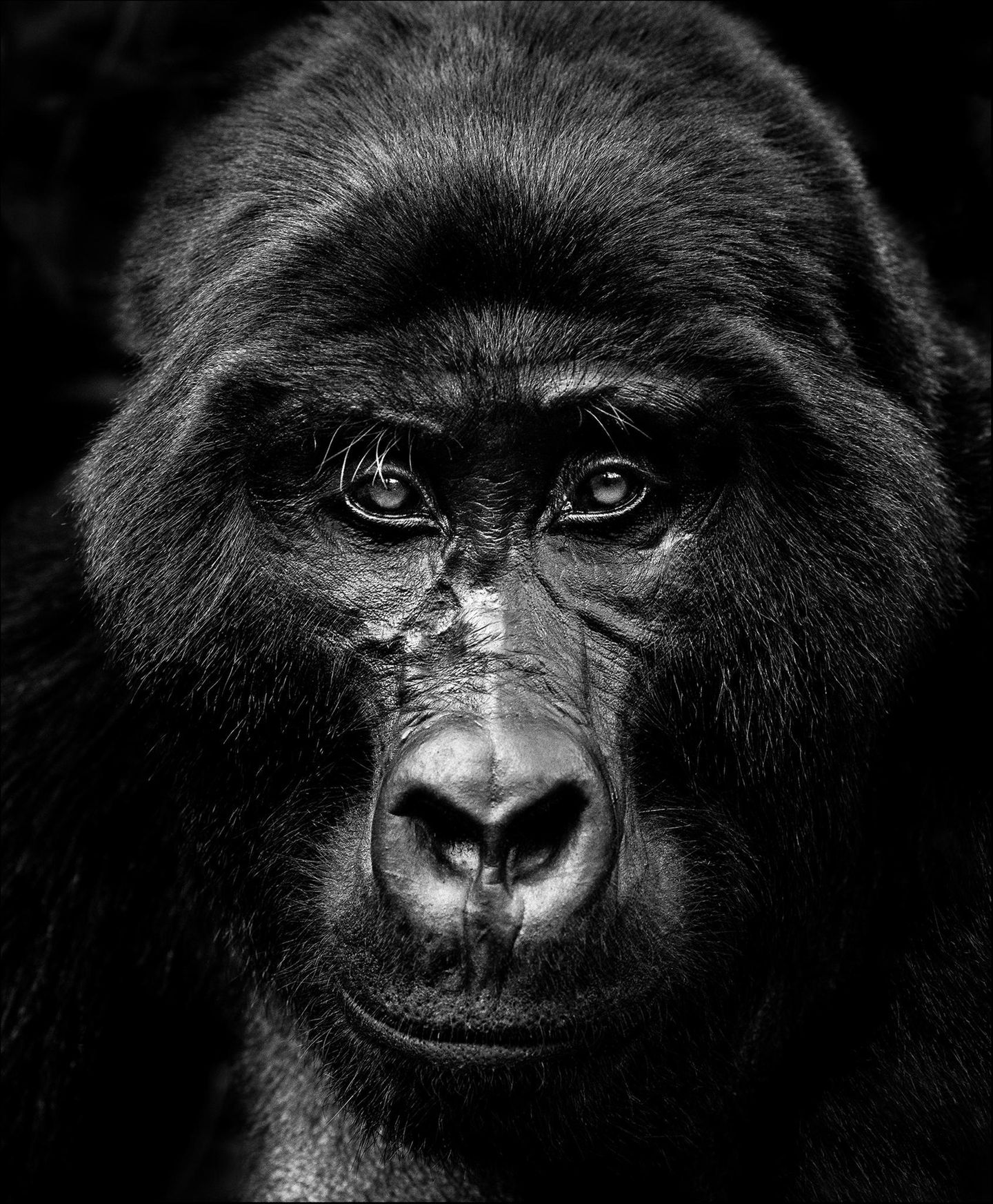 Ein Gorilla im Porträt