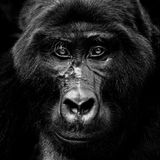 Ein Gorilla im Porträt