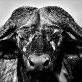 Ein Büffel mit großen Hörnern