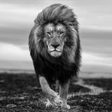 Ein imposanter Löwe steht. Der Wind geht durch seine Mähne.