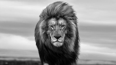 Ein imposanter Löwe steht. Der Wind geht durch seine Mähne.