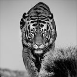 Ein Tiger geht einen Weg entlang und schaut in die Kamera