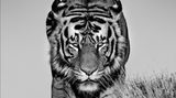 Ein Tiger geht einen Weg entlang und schaut in die Kamera