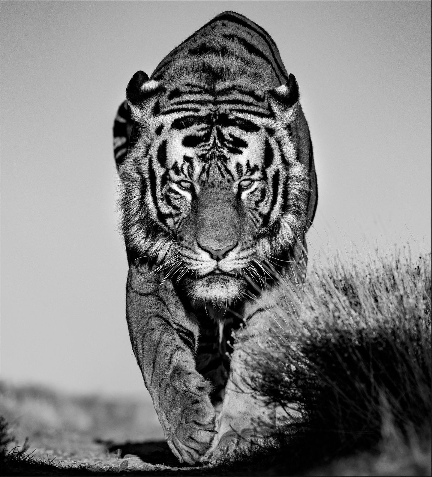 Ein Tiger geht einen Weg entlang und schaut in die Kamera
