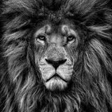 Ein Löwe schaut ernst in die Kamera