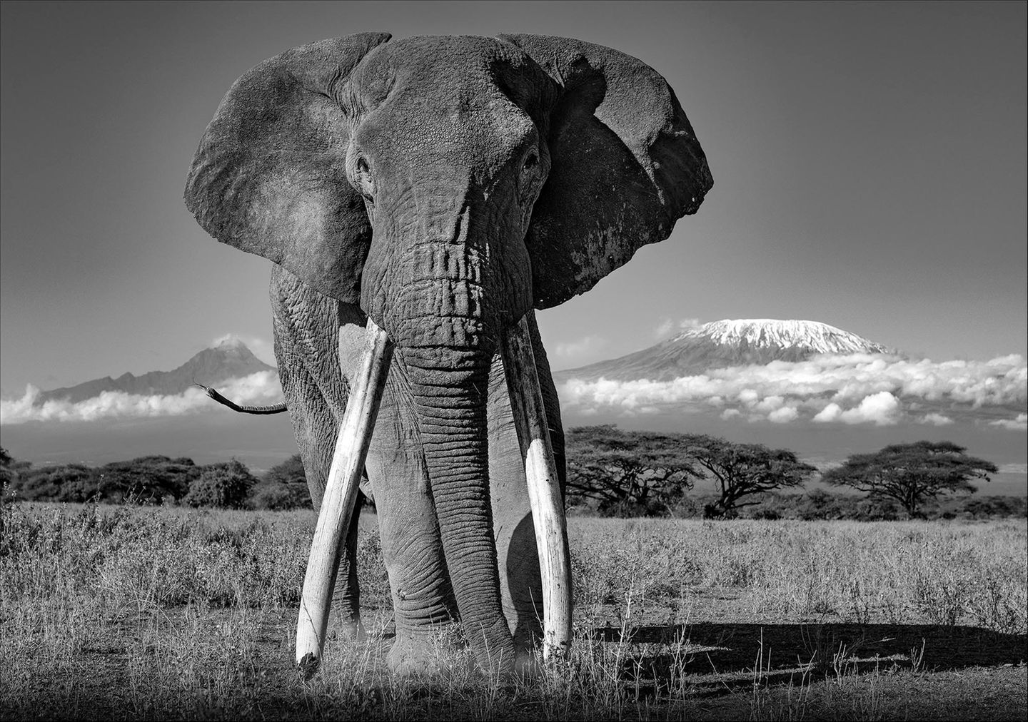 "Tolstoy" Ein Elefant mit zwei Stoßzähnen steht vor einem Berg
