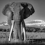 Ein Elefant mit zwei Stoßzähnen steht vor einem Berg