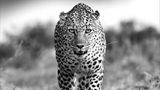 Ein Leopard geht mit leicht geöffnetem Maul eine Kamera zu