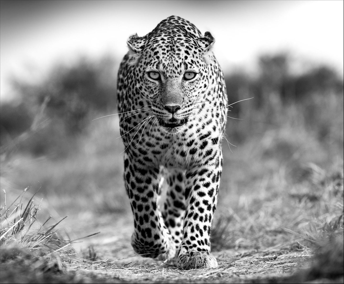 Ein Leopard geht mit leicht geöffnetem Maul eine Kamera zu