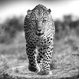 Ein Leopard geht mit leicht geöffnetem Maul eine Kamera zu