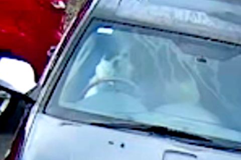 Hund am Steuer: Überwachungskamera filmt absurden Unfall