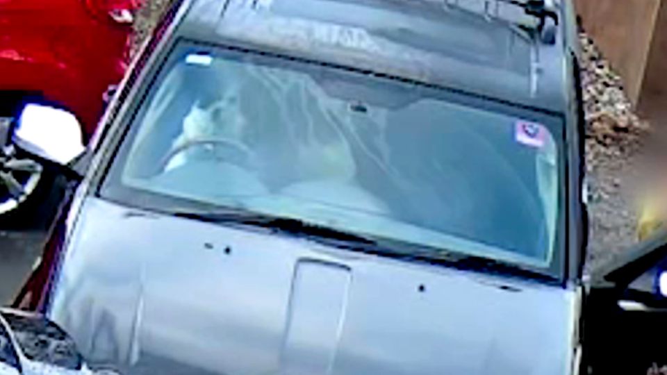 Hund am Steuer: Überwachungskamera filmt absurden Unfall