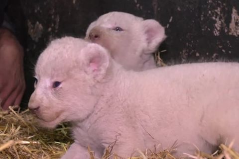Genmutation: Süße Sensation in Algerien: Weiße Löwen erblicken Licht der Welt