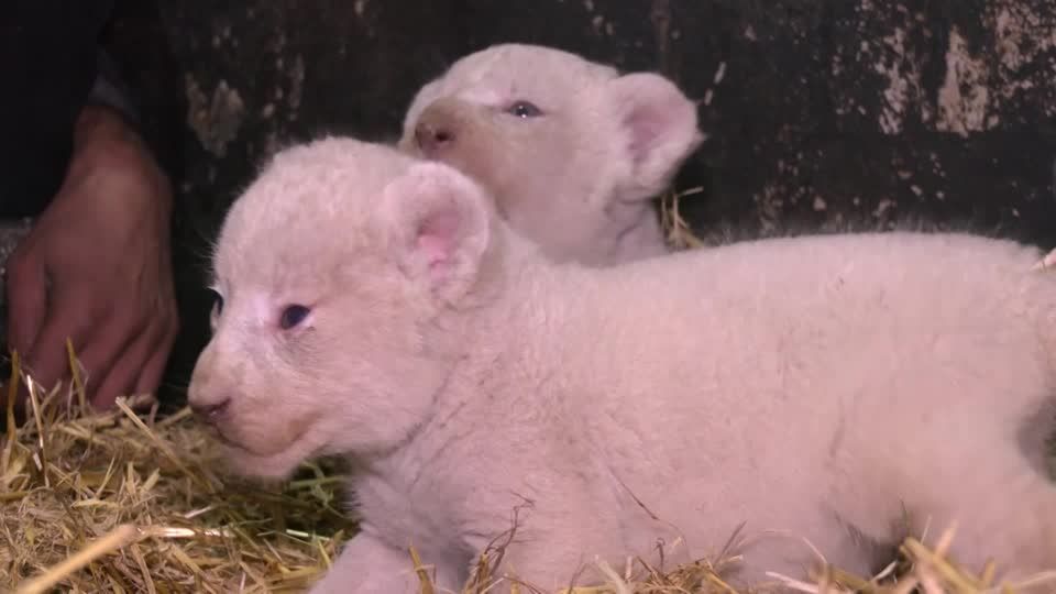 Genmutation: Süße Sensation in Algerien: Weiße Löwen erblicken Licht der Welt