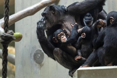 Eine Gruppe Schimpansen sitzt zusammen in einem Zoo (Archivfoto)