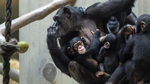 den Jahren ersten Mal 28 Schimpansin Himmel nach zum sieht