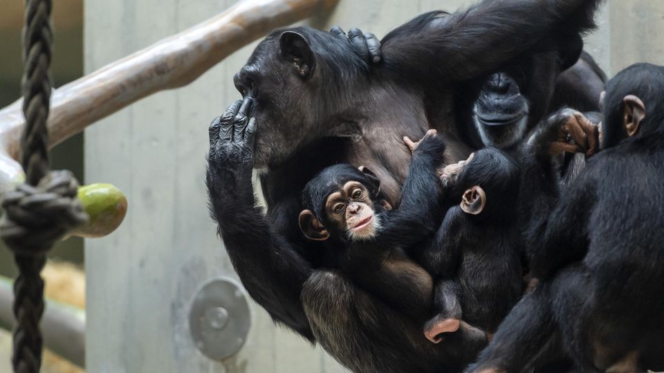 Eine Gruppe Schimpansen sitzt zusammen in einem Zoo (Archivfoto)