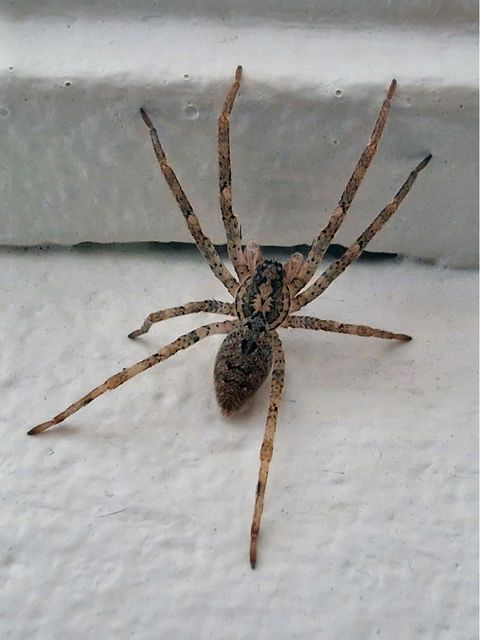 Die Nosferatu-Spinne hat sich in Deutschland eingebürgert