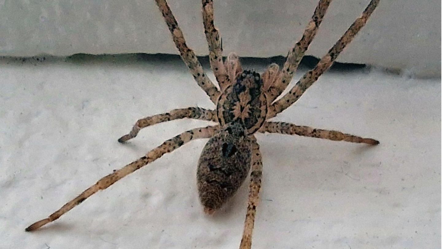 Nosferatu Spinne Was Wissen Wir Eigentlich ber Invasive Spinnen Nosferatu Spinne Was Wissen Wir Eigentlich ber Invasive Spinnen