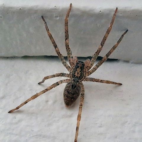 Die Nosferatu-Spinne hat sich in Deutschland eingebürgert