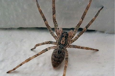 Die Nosferatu-Spinne hat sich in Deutschland eingebürgert