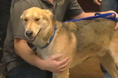 Von Kalifornien nach Kansas: 14 Monate vermisst: Hund taucht 2900 Kilometer entfernt von seinem Zuhause wieder auf