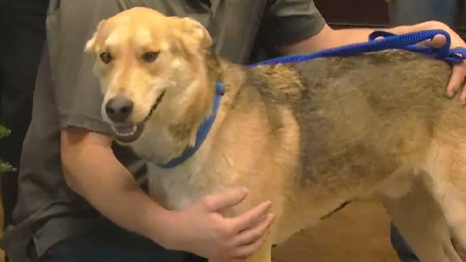 Von Kalifornien nach Kansas: 14 Monate vermisst: Hund taucht 2900 Kilometer entfernt von seinem Zuhause wieder auf
