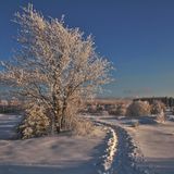 Rheinland-Pfalz: Den größten Vulkansee der Eifel erkunden  Den Rheinländer zieht es im Winter zum Wandern in die Eifel – und das aus gutem Grund: Das Mittelgebirge bietet zahlreiche Ausflugsziele mit tollen Ausblicken und abwechslungsreichen Streckenabschnitten. Eine besondere Winterwanderung erwartet Sie am Laachener See, dem größten Vulkansee der Eifel. Rund 14 Kilometer lang ist der Rundweg um den See, bei dem Wanderer etwas über die Geschichte der Vulkane in der Eifel lernen können –oder einfach die Natur genießen können. Mehr Infos. 