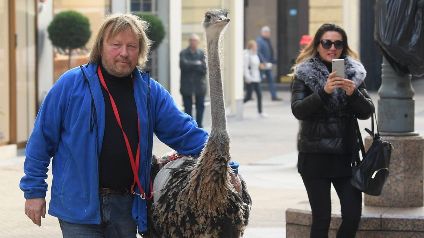 Janez Cetin mit seinem Nandu. Hier ist er in Zagreb in Kroatien zu sehen.
