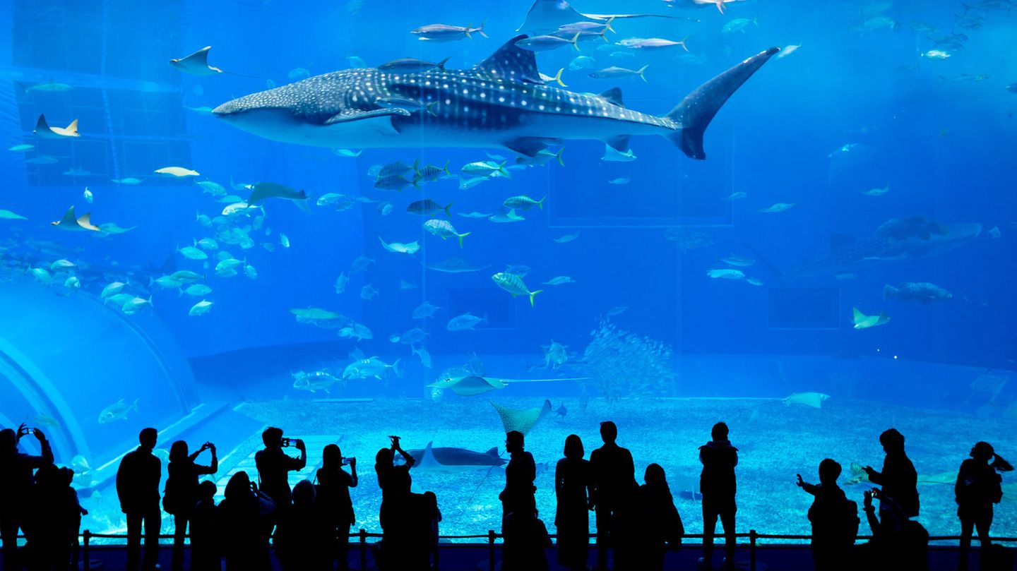 Großes aquarium