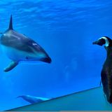 Ein Delfin und ein Pinguin schauen sich im Shedd Aquarium in Chicago an.