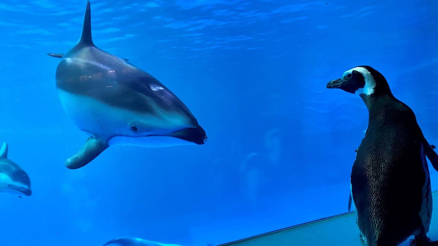 Ein Delfin und ein Pinguin schauen sich im Shedd Aquarium in Chicago an. Ein Delfin und ein Pinguin schauen sich im Shedd Aquarium in Chicago an.