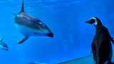 Ein Delfin und ein Pinguin schauen sich im Shedd Aquarium in Chicago an.