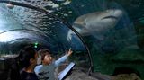 Ein Kind zeigt auf einen Hai im Sea Life Sydney Aquarium