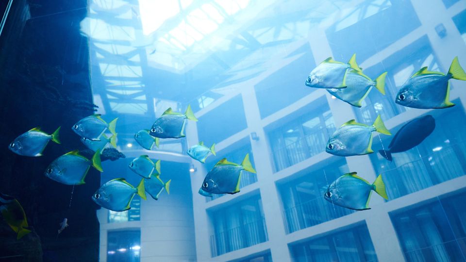 Ein Schwarm blauer Fische mit gelben Flossen schwimmt durch das Großaquarium Aquadom