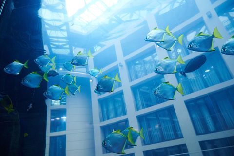 Ein Schwarm blauer Fische mit gelben Flossen schwimmt durch das Großaquarium Aquadom