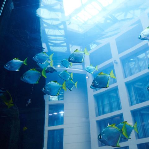 Ein Schwarm blauer Fische mit gelben Flossen schwimmt durch das Großaquarium Aquadom