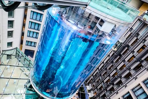 Aquadom Berlin: Diese Fische lebten vor dem Unglück im Riesen-Aquarium