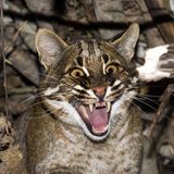 Katze Wildkatze Asiatische Goldkatze