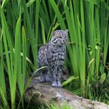 Katze Wildkatze Fischkatze