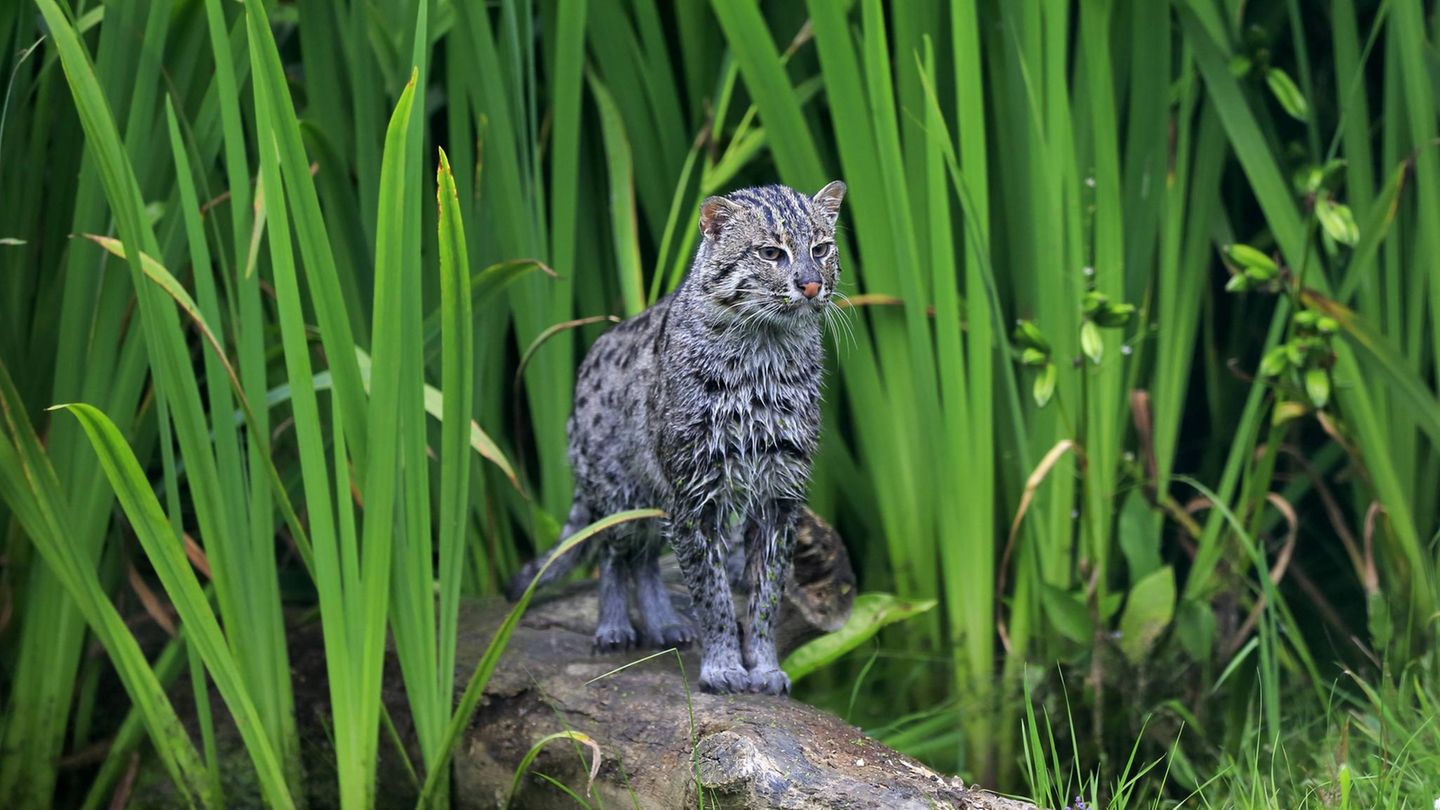 Katze Wildkatze Fischkatze