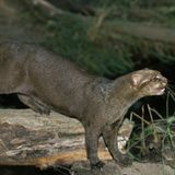 Katze Wildkatze Jaguarundi