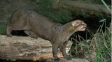 Katze Wildkatze Jaguarundi