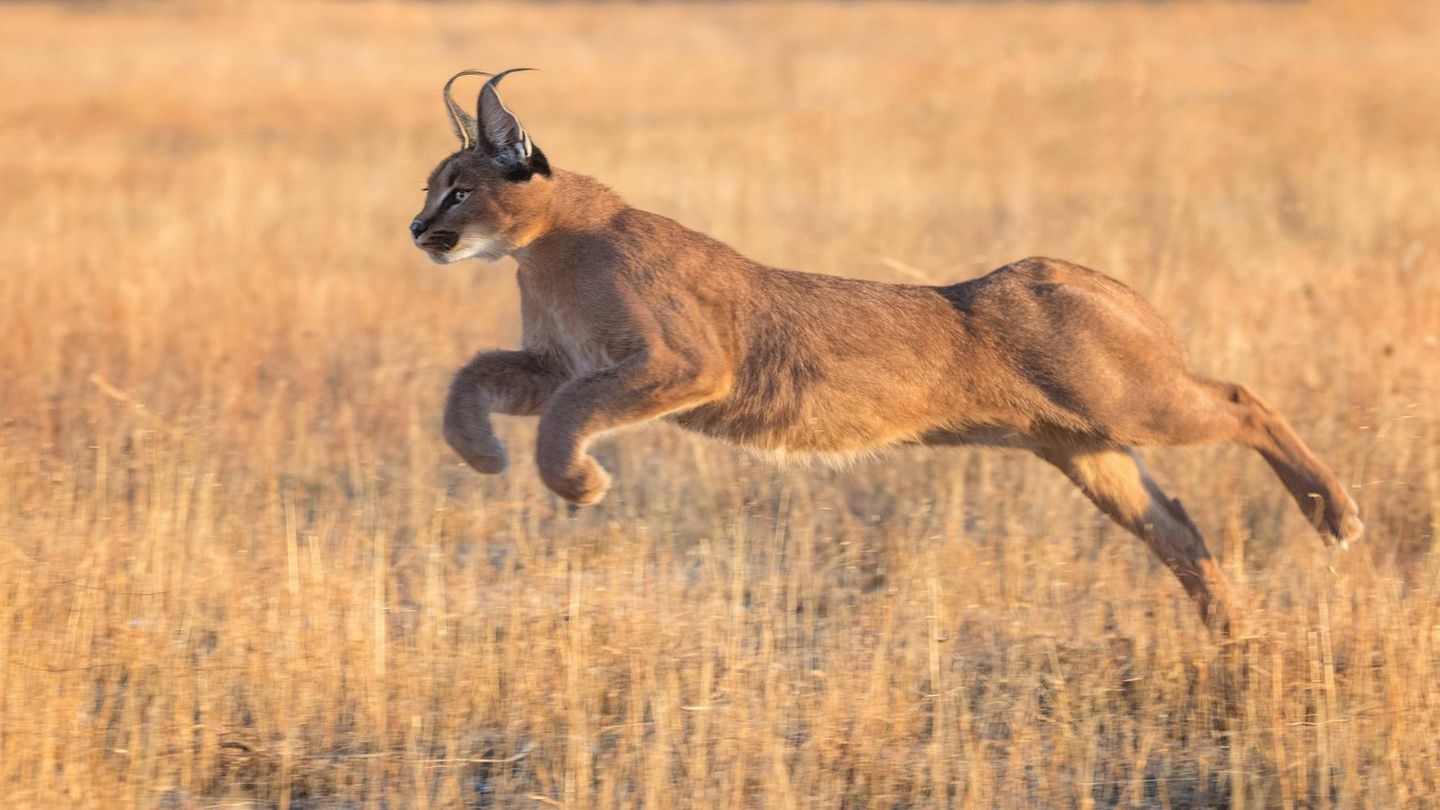Katze Wildkatze Karakal