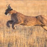 Katze Wildkatze Karakal