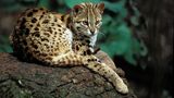 Katze Wildkatze Leopardkatze