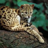 Katze Wildkatze Leopardkatze