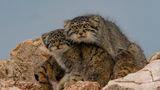 Katze Wildkatze Manul