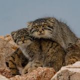 Katze Wildkatze Manul