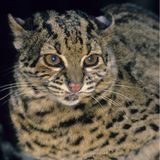 Katze Wildkatze Marmorkatze